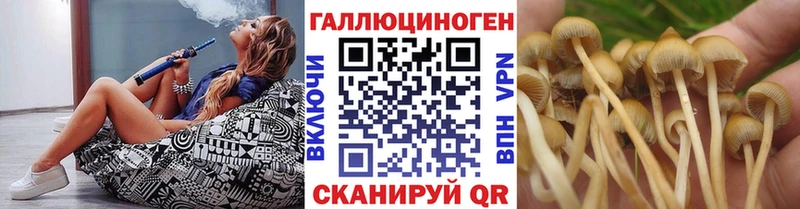 Псилоцибиновые грибы GOLDEN TEACHER  Новоалександровск 